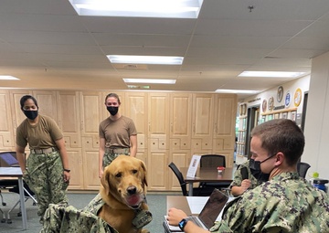 USU Facility Dogs Help De-stress USU Med Students