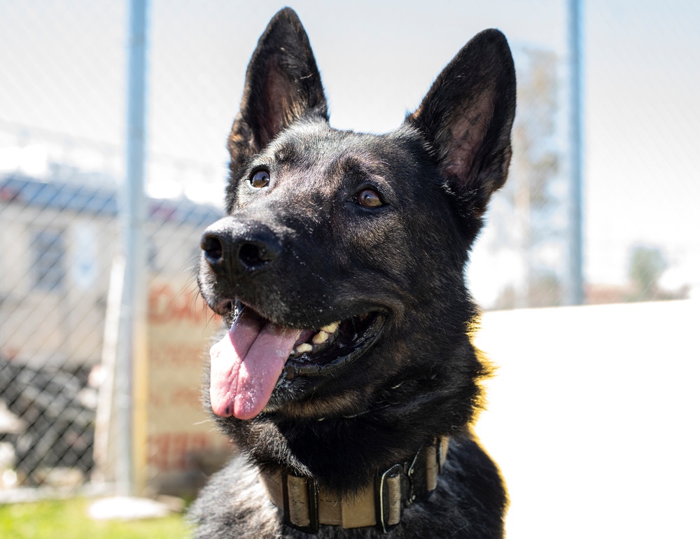 60th SFS K-9