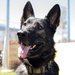 60th SFS K-9