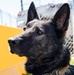 60th SFS K-9