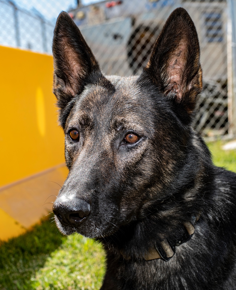 60th SFS K-9