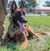 60th SFS K-9