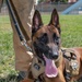 60th SFS K-9