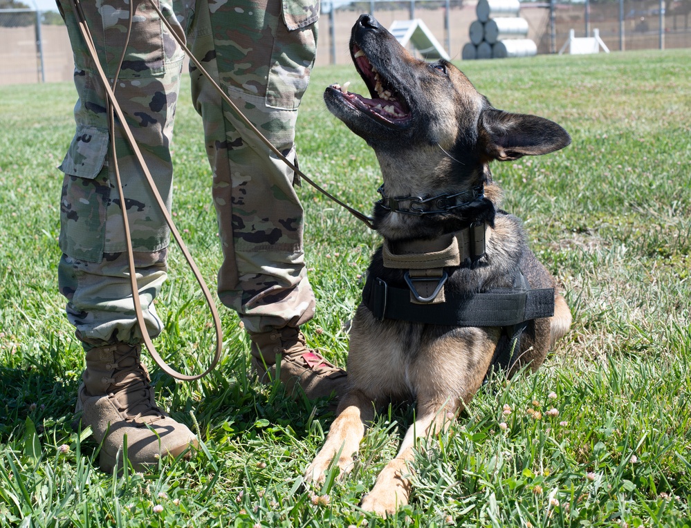 60th SFS K-9