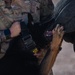 99SFS dogs at work