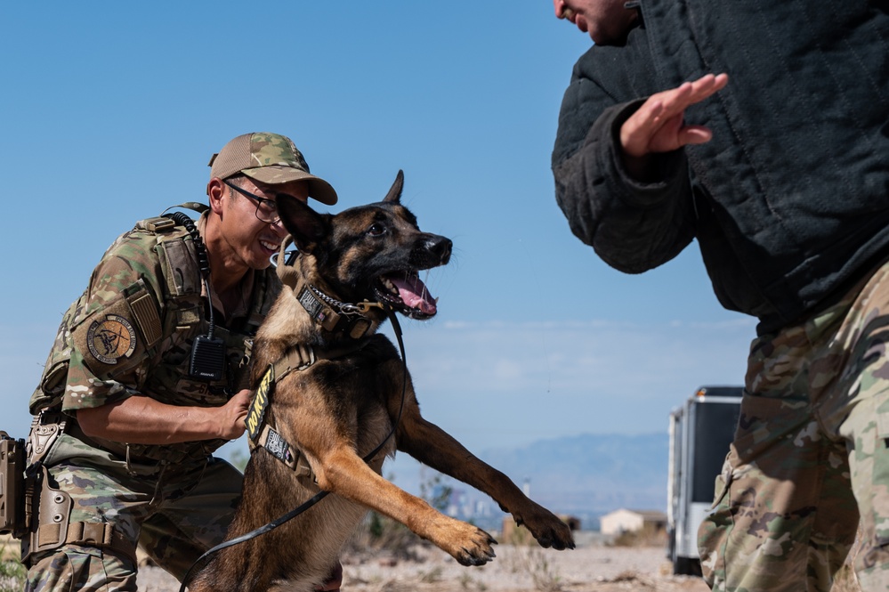 99SFS dogs at work