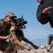 99SFS dogs at work