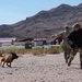 99SFS dogs at work