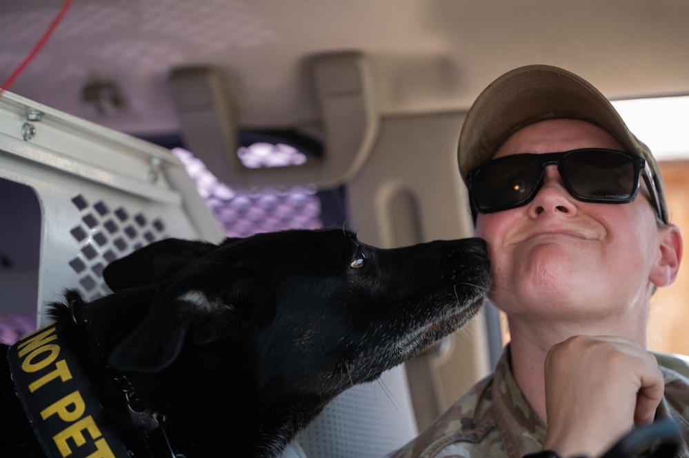 99SFS dogs at work