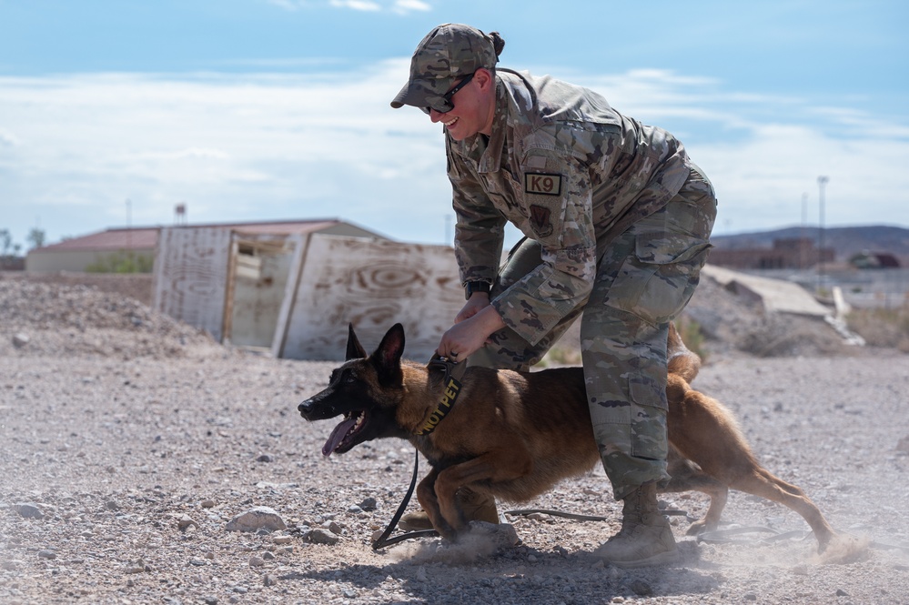 99SFS dogs at work