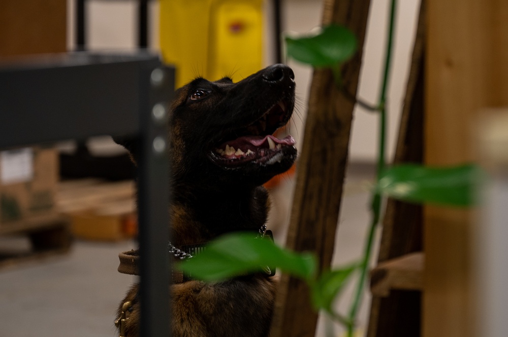 99SFS dogs at work