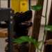 99SFS dogs at work