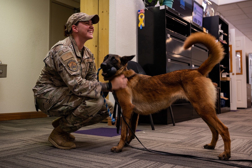 99SFS dogs at work