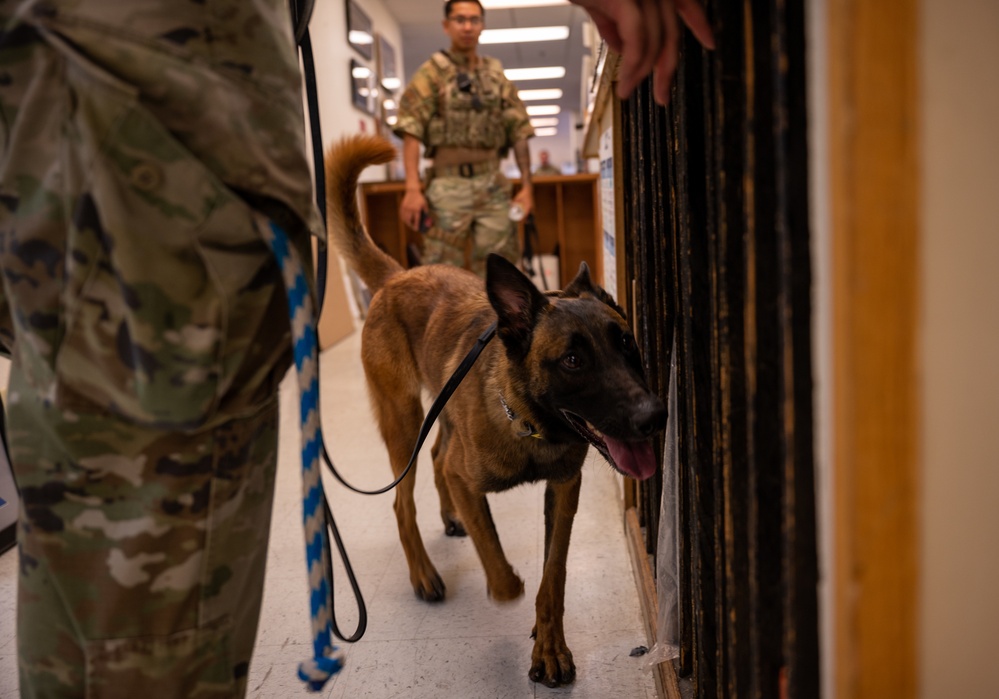 99SFS dogs at work
