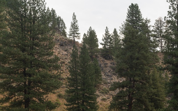 Woodland Surveillance with the ASOS