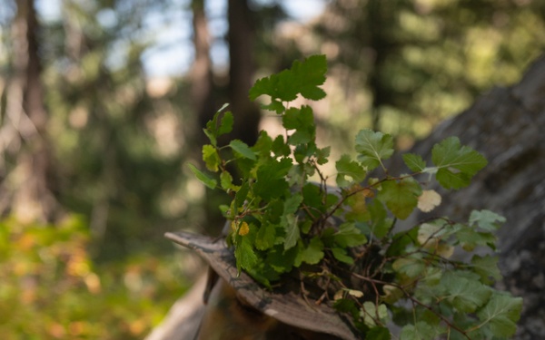 Woodland Surveillance with the ASOS