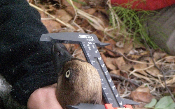 Army engineers partner for 25 years with federal biologists to study duck nesting ecology in Alaska