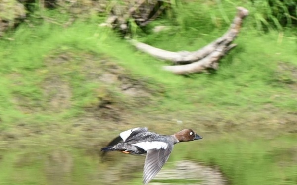 Army engineers partner for 25 years with federal biologists to study duck nesting ecology in Alaska