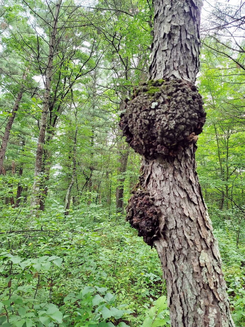 Fort McCoy's Pine View Recreation Area