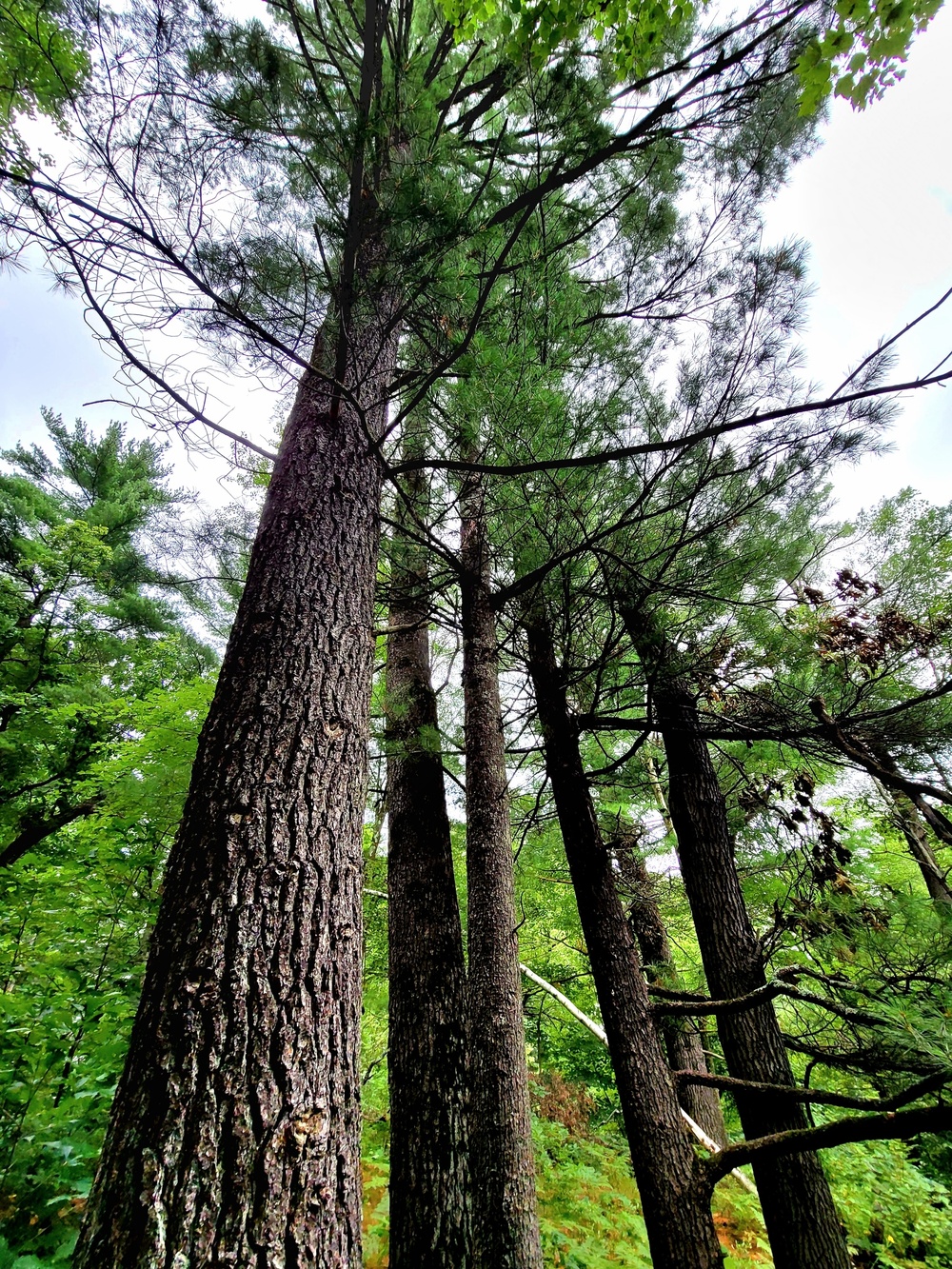 Fort McCoy's Pine View Recreation Area