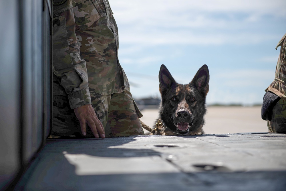 Military Working Dog trains with 920th Rescue Wing