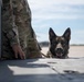 Military Working Dog trains with 920th Rescue Wing