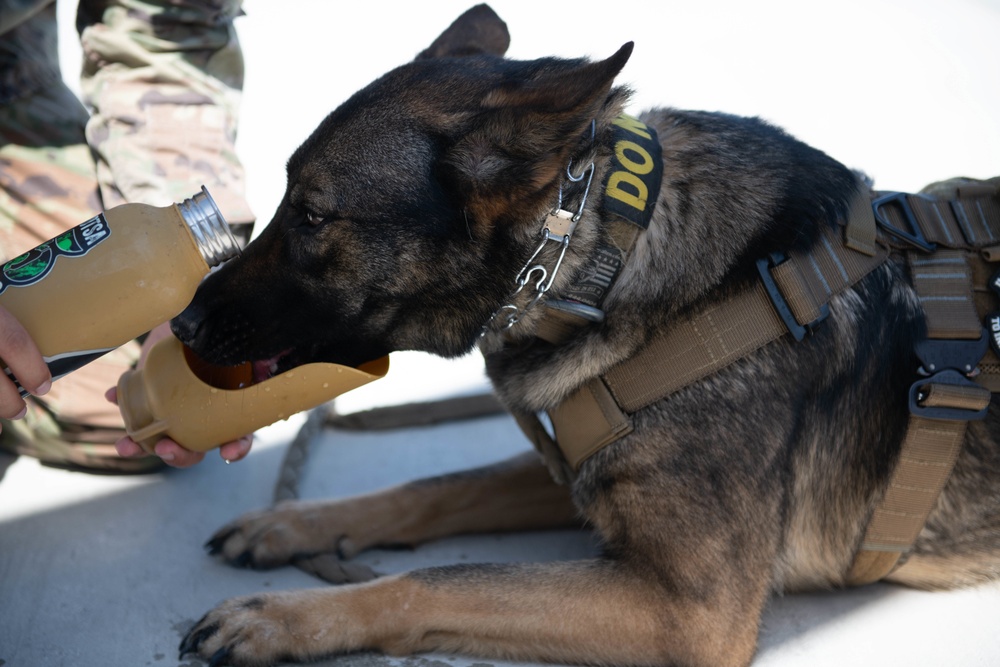 Military working Dog trains with 920th Rescue Wing