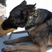 Military working Dog trains with 920th Rescue Wing