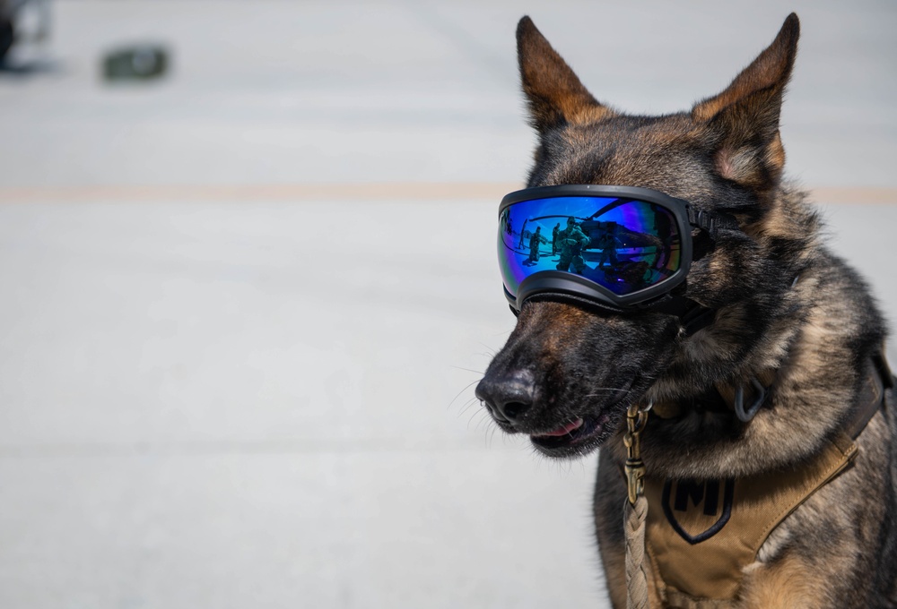 Military Working Dog trains with 920th Rescue Wing