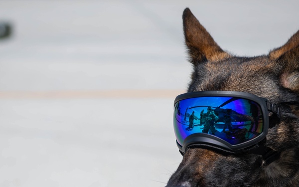 Military Working Dog trains with 920th Rescue Wing