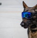 Military Working Dog trains with 920th Rescue Wing