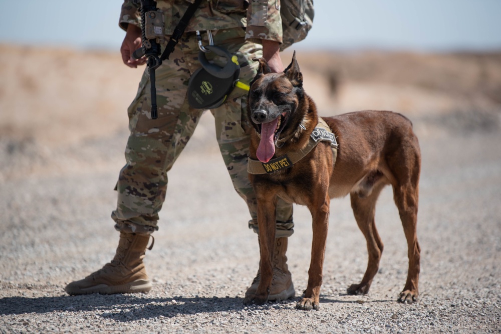 K9 EOD Joint Training