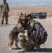 K9 EOD Joint Training