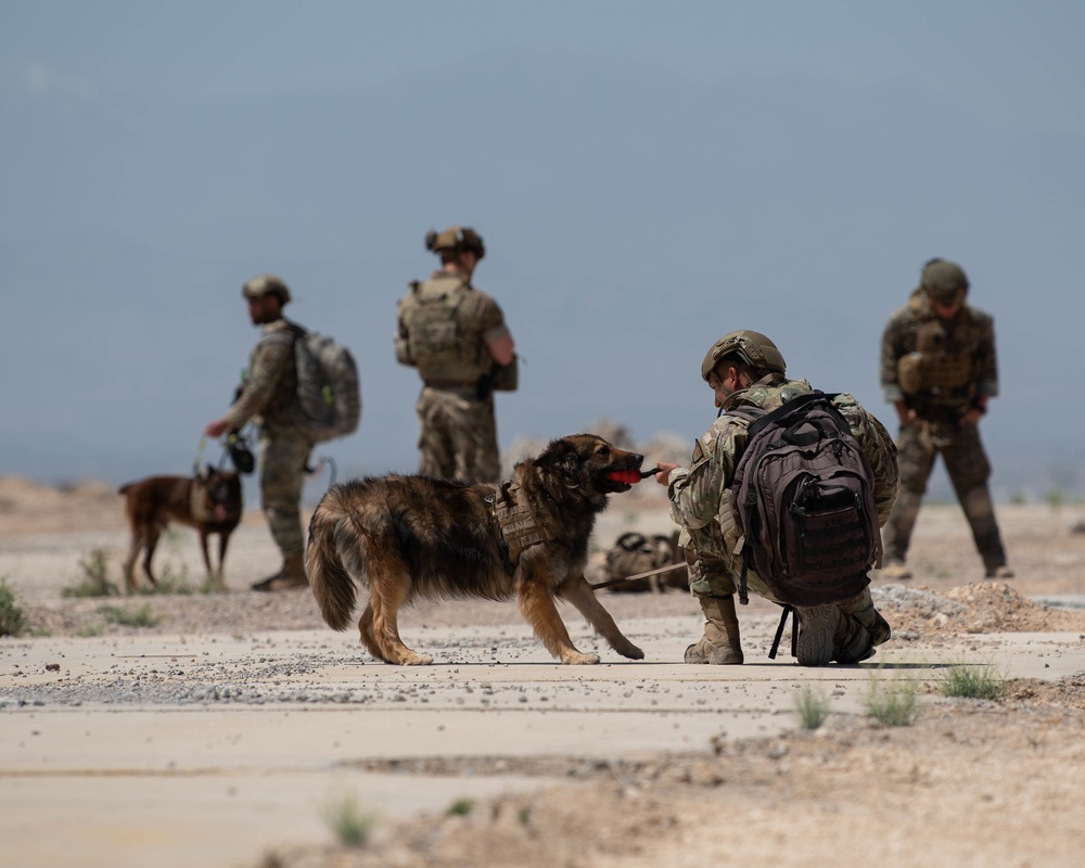 K9 EOD Joint Training