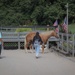 Fort Campbell SRU Soldiers participate in Equine Therapy