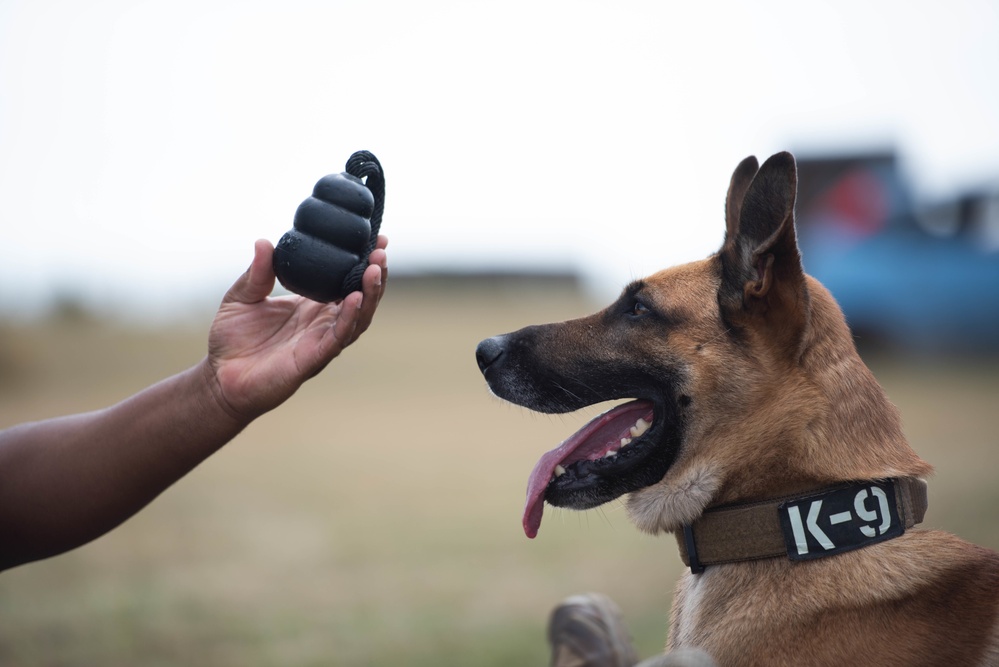 Military Working Dog handlers conducts routine training