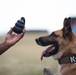 Military Working Dog handlers conducts routine training