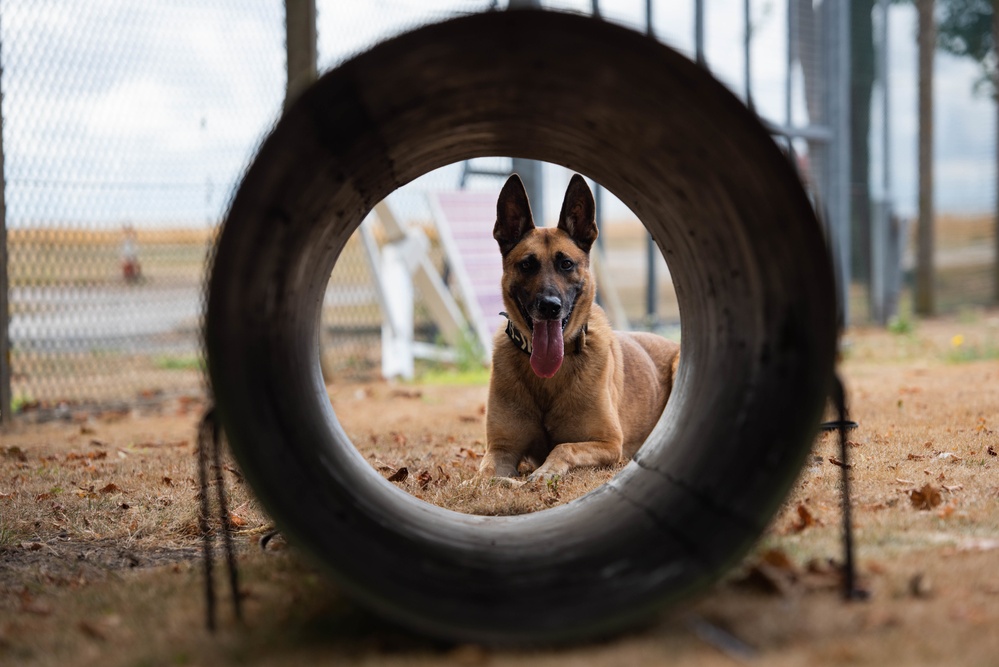 Military Working Dog handlers conducts routine training