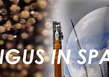 NRL fungal experiment launches as Artemis I payload