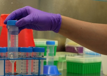 NRL Microbiologists prepare experimental samples of 'Aspergillus niger'