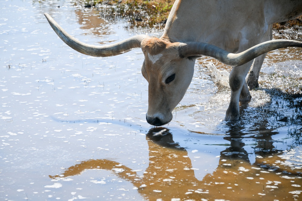 Altus AFB hosts 23rd Annual Cattle Drive