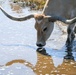 Altus AFB hosts 23rd Annual Cattle Drive