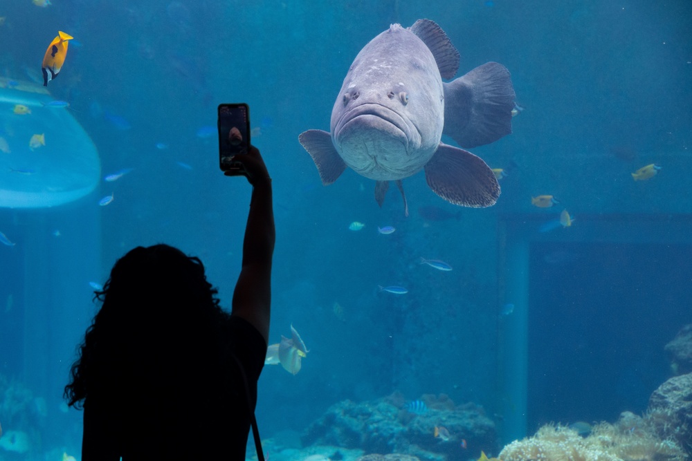CLR-37 Food Service Company Marines visit Churaumi Aquarium