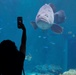 CLR-37 Food Service Company Marines visit Churaumi Aquarium