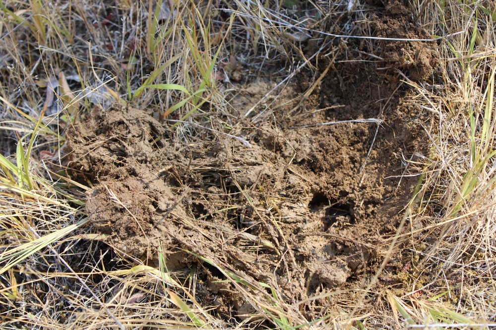 Wildlife biologists find, remove invasive species at Corps locations