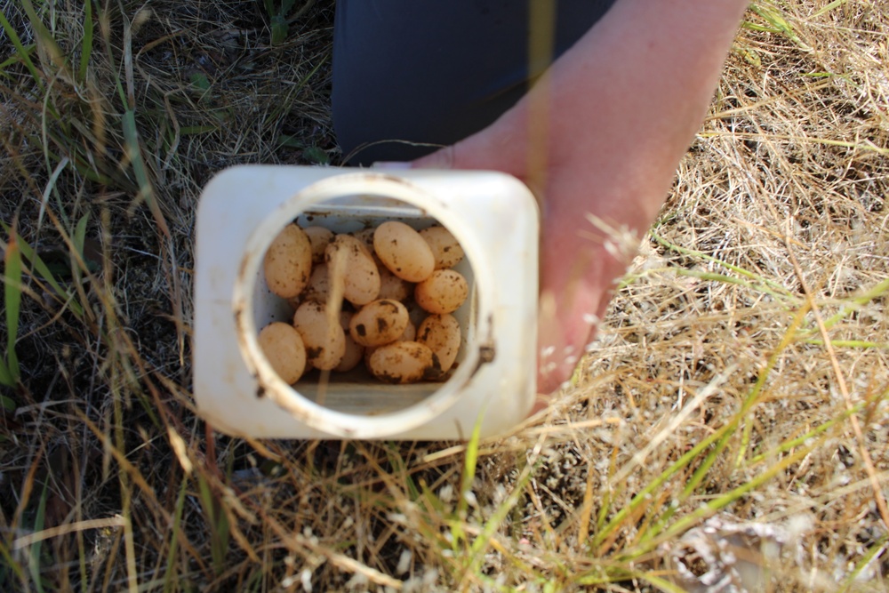 Wildlife biologists find, remove invasive species at Corps locations