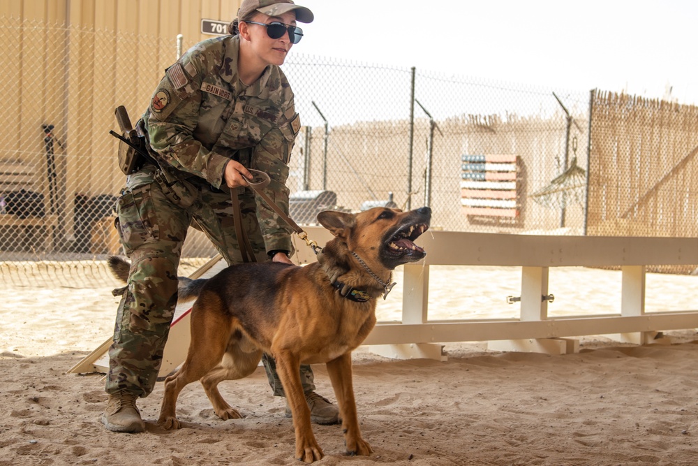 Military Working Dogs Train to Protect the Force
