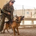 Military Working Dogs Train to Protect the Force