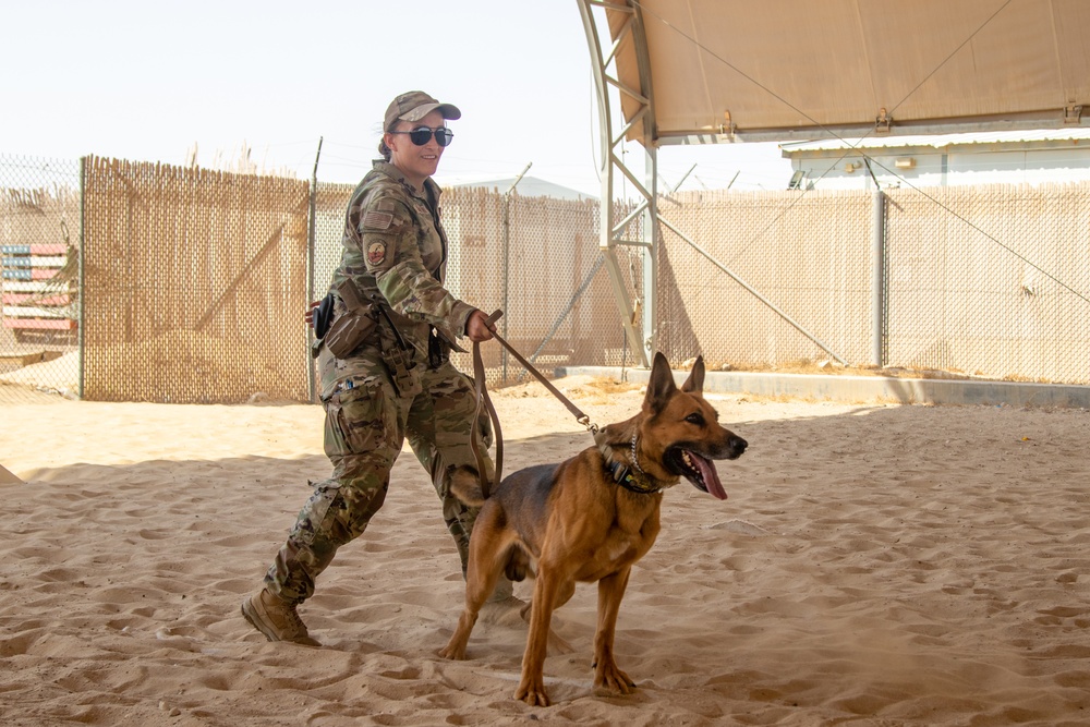 Military Working Dogs Train to Protect the Force