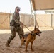 Military Working Dogs Train to Protect the Force